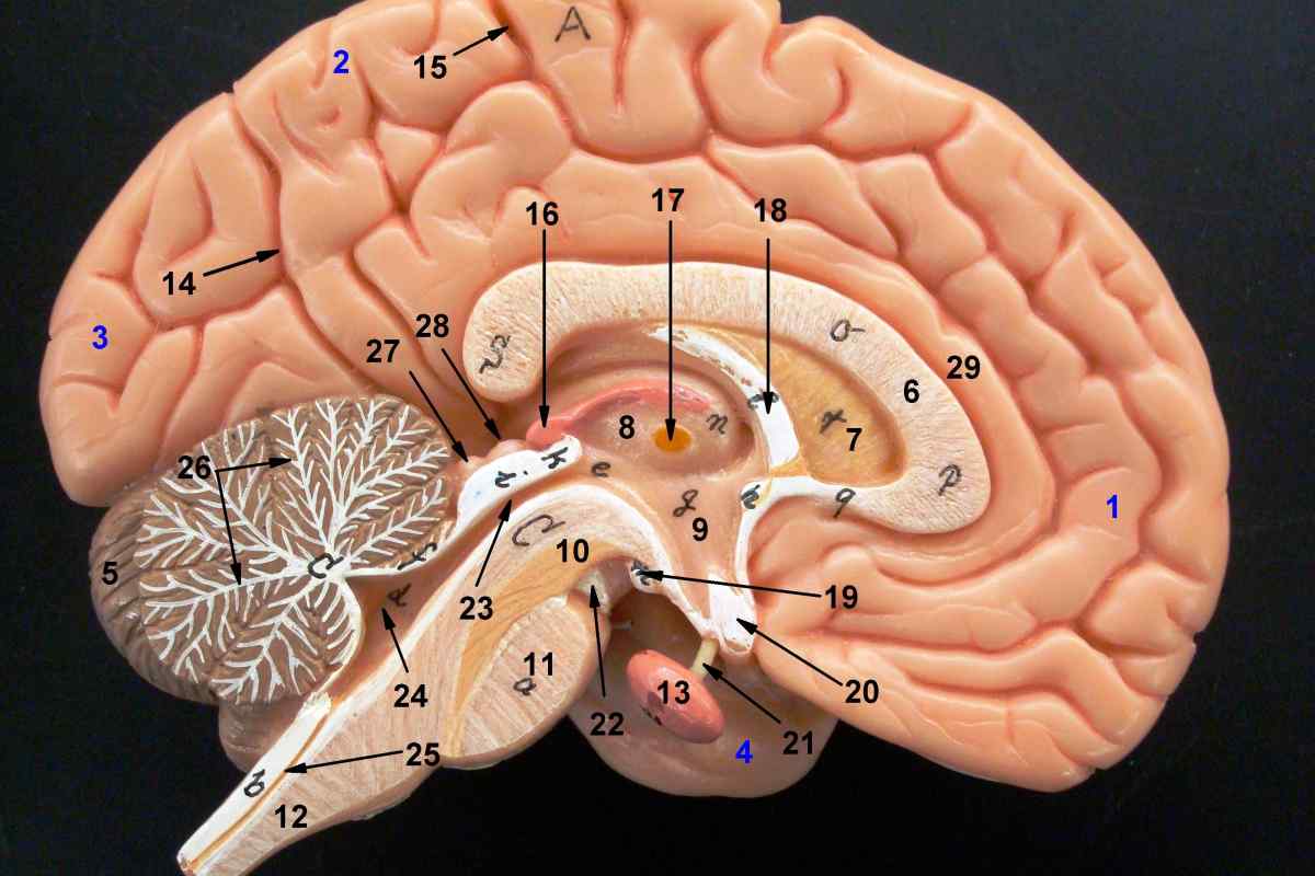 Внутрішня капсула головного мозку: будова. Анатомія головного мозку